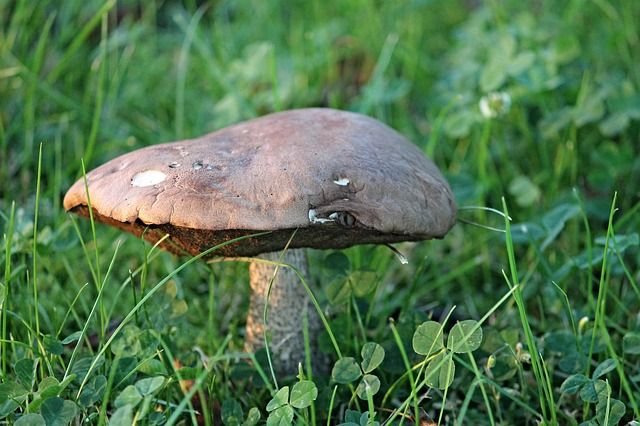 mushroom-g766553c5d_640